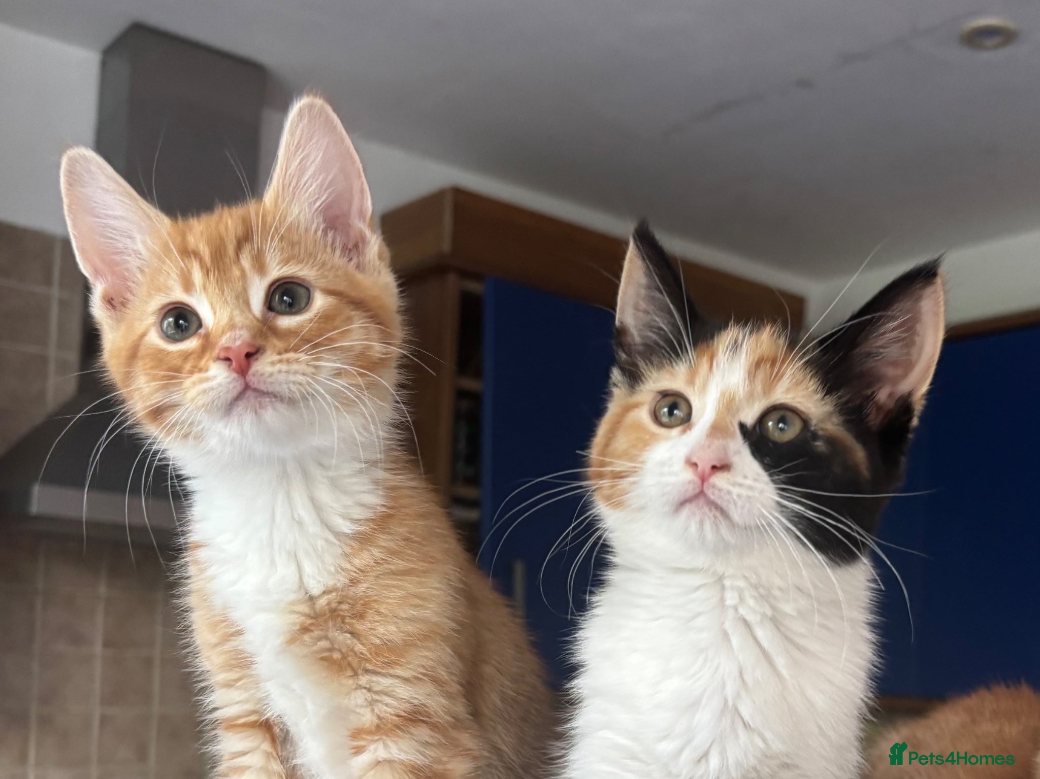 Mixed Breed cats Kittens Ready for Their Forever Homes - Advert 15