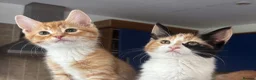 Mixed Breed cats for sale: 1/4 Maine Coon Kittens Ready for Loving Families - Advert 3