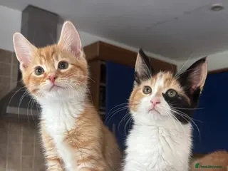 Mixed Breed cats Kittens Ready for Their Forever Homes - Advert 17