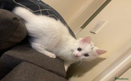 Turkish Angora cats for sale: Beautiful Fluffy Turkish angora  - girl - Image 4