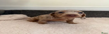 Dachshund 3