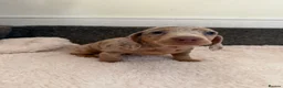 Dachshund dogs for sale: DACHSHUND PUPPIES FOR SALE - Advert 6