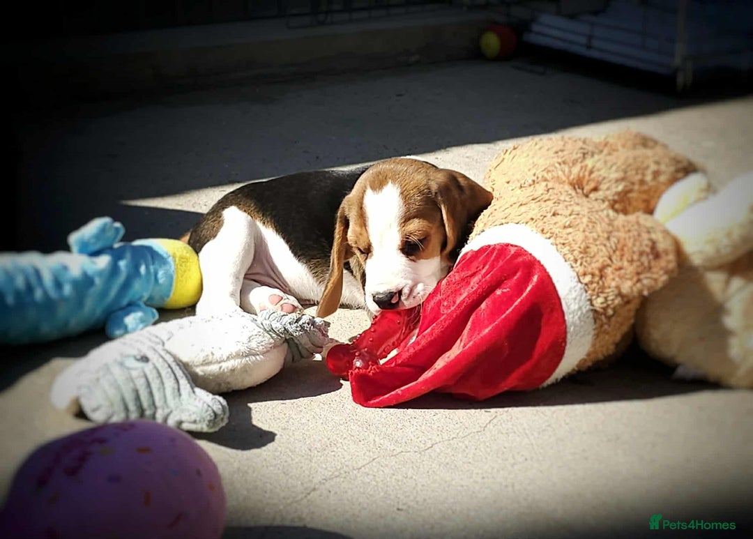 Beagle dogs for sale: Stunning KC Reg Beagle Pups - Ready Now - Image 26