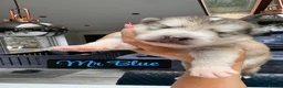 Alaskan Malamute dogs for sale: Outstanding Champion Lines KC Malamute Pups  - Advert 12