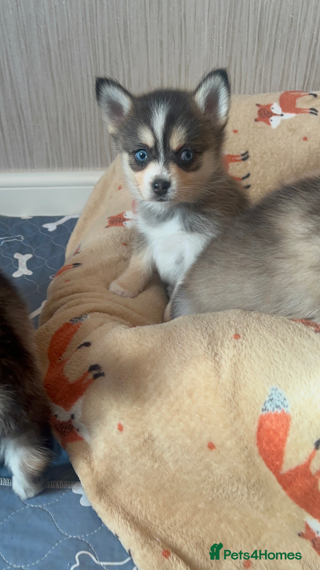 Pomsky dogs for sale: 3 Boys leftStunning Blue eyed F4 Pomsky pups - Advert 22