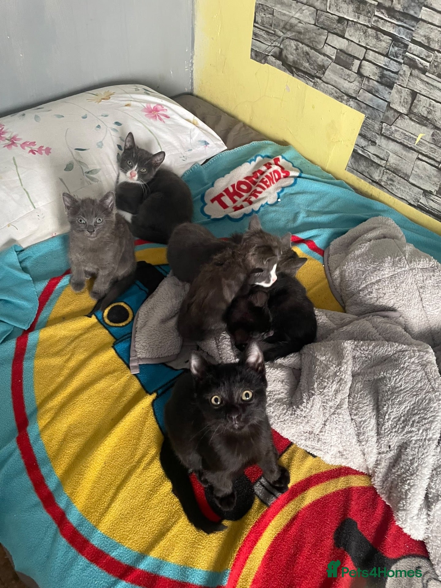 Mixed Breed cats British shorthair cross kittens - Advert 3