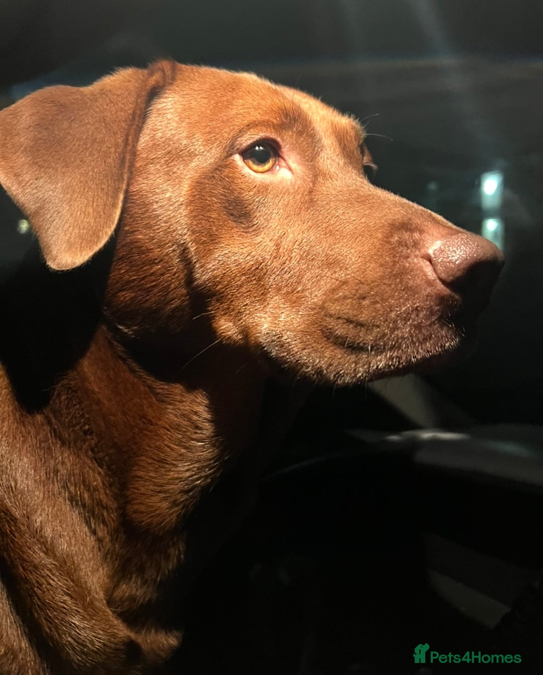 Labrador Retriever dogs for sale: Labrador Puppies - Advert 29