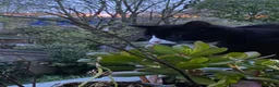 Burmilla cats for sale: Female cat for sale (onyx) - Advert 4