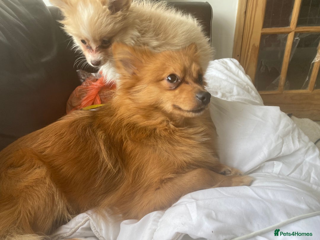 Pomeranian dogs for sale: Lovely dog for sale  - Image 10