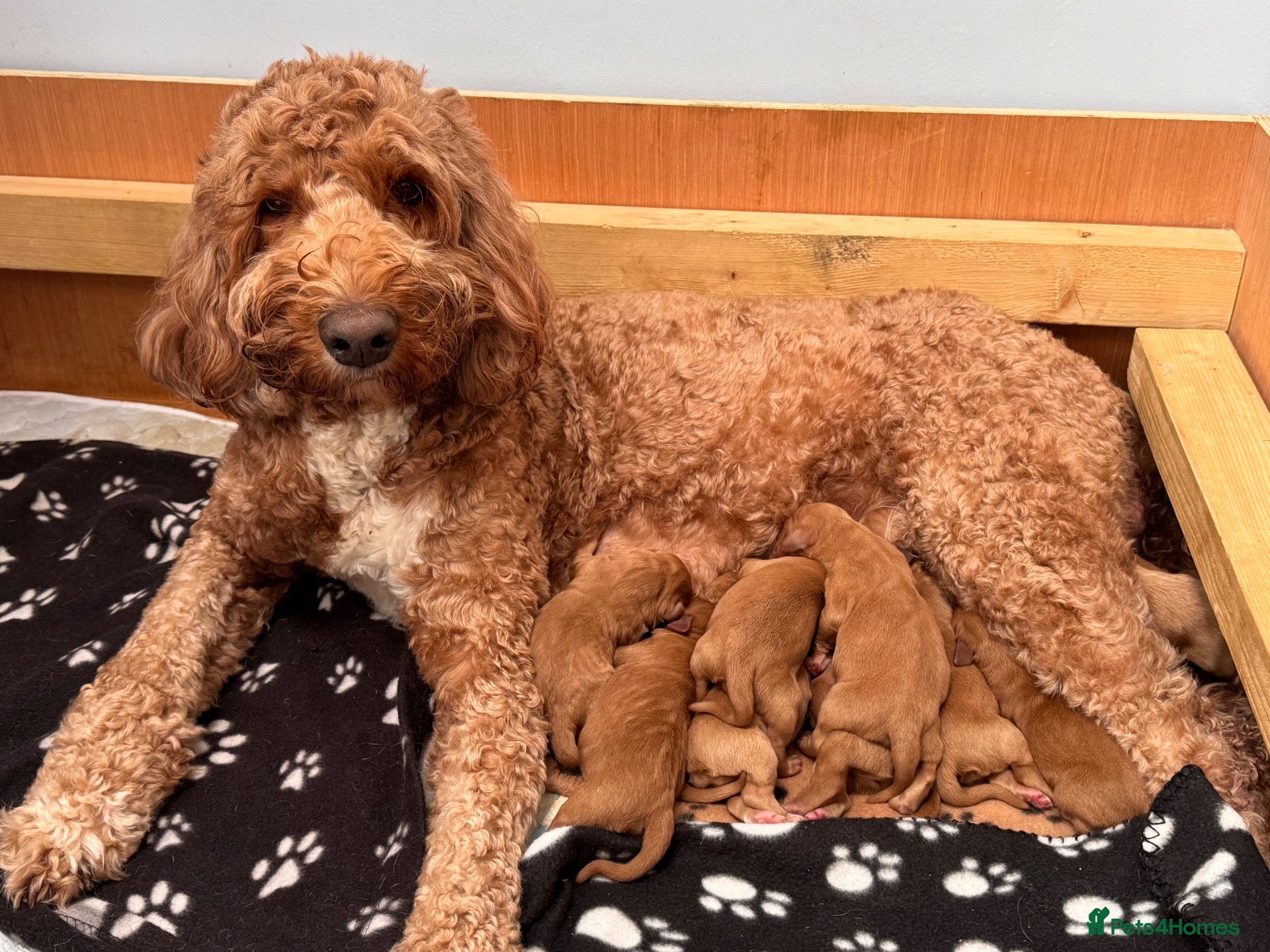Australian Labradoodle dogs 🐾❤️ Beautiful Red Labradoodle puppies ❤️🐾 - Advert 1