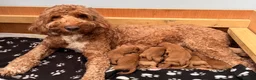 Australian Labradoodle dogs for sale: 🐾❤️ Beautiful Red Labradoodle puppies ❤️🐾 - Advert 1