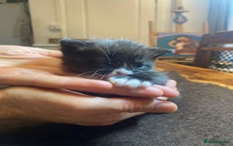 Domestic Shorthair cats for sale: 5 beatiful kittens for sale  - Image 7