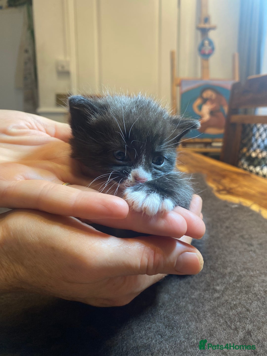 Domestic Shorthair cats for sale: 5 beatiful kittens for sale  - Image 7