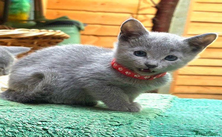 Russian Blue cats - Advert 1