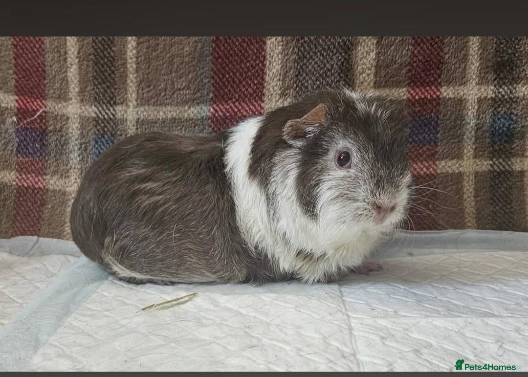Guinea Pig rodents Beautiful chocolate and white  - Advert 1