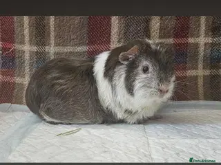 Guinea Pig rodents Beautiful chocolate and white - Advert 1