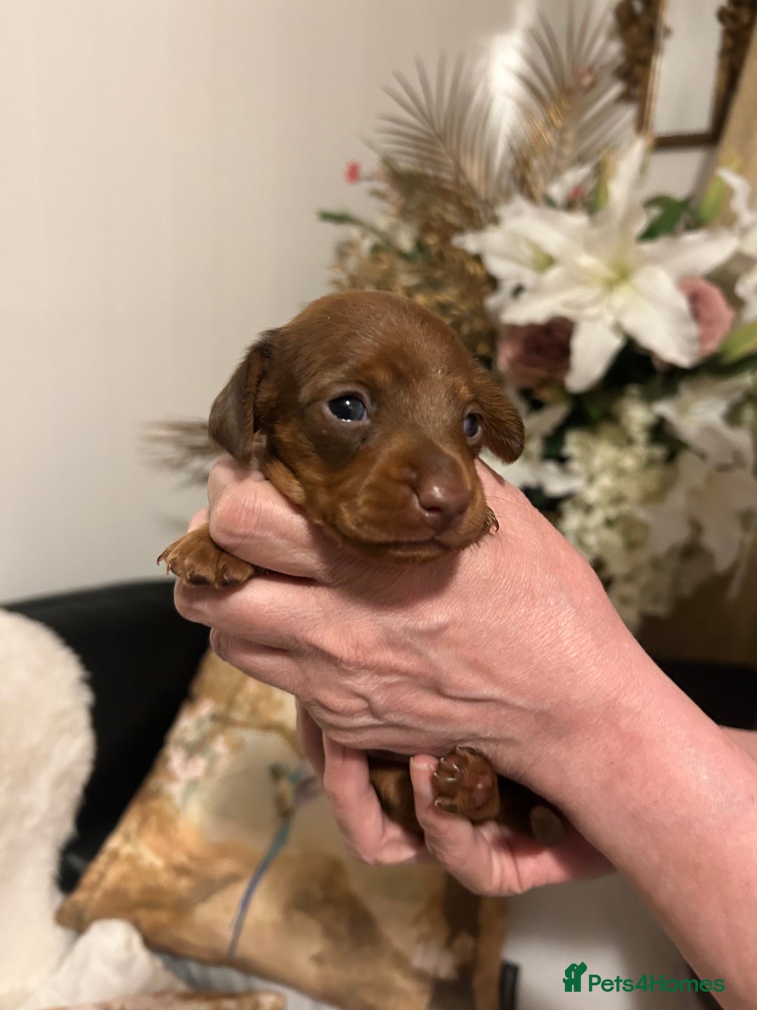 Miniature Dachshund dogs for sale: Kennel club registered litter of 4 pups - Image 4