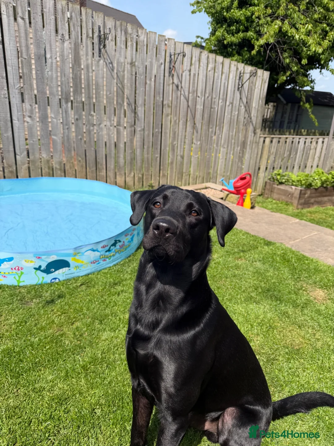Labrador Retriever dogs for sale: Stunning Labrador puppies  - Advert 13
