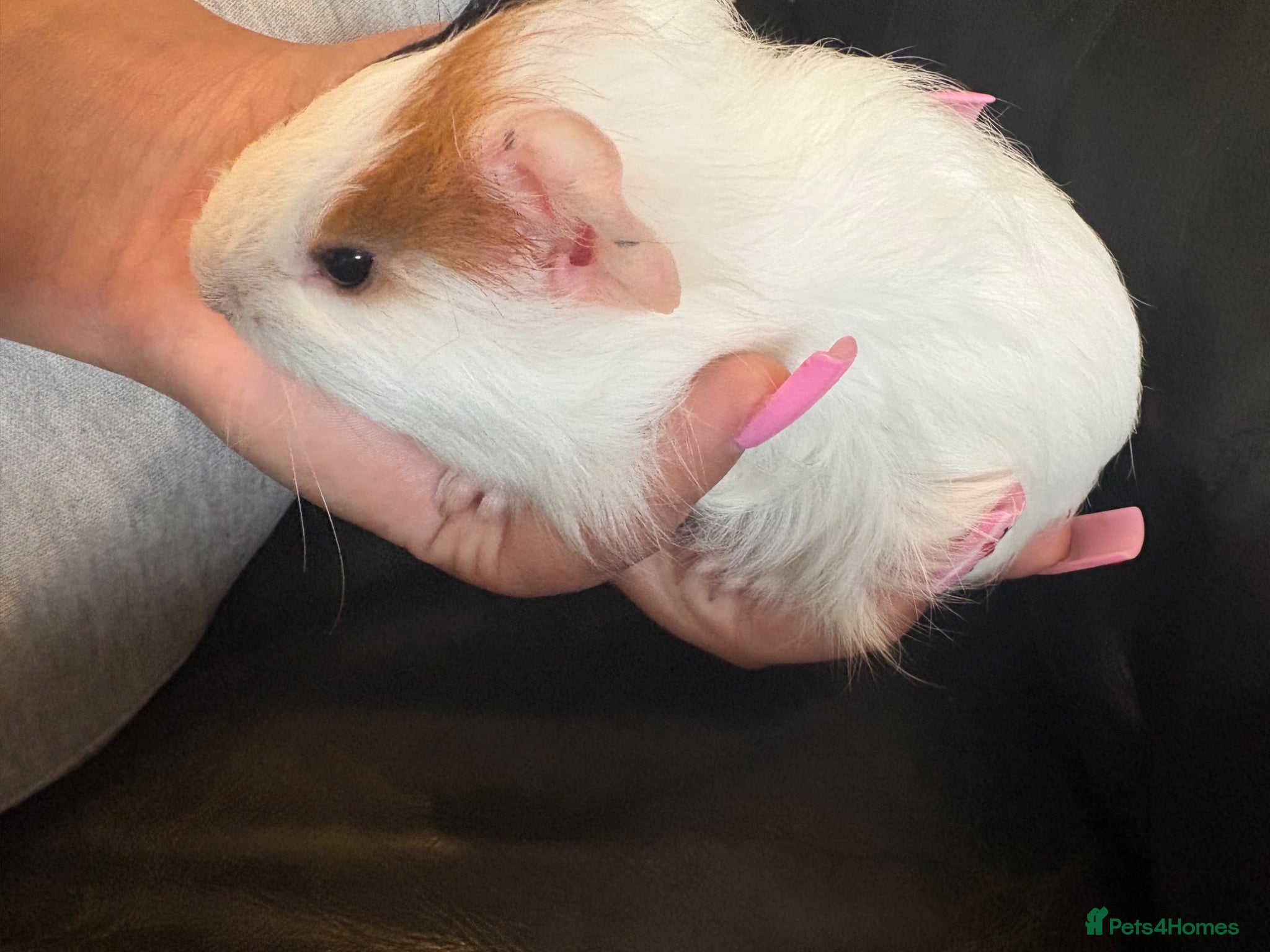 Guinea Pig rodents baby boar guinea pig🩵  - Advert 17