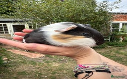 Guinea Pig rodents for sale: Two boy guinea pigs  - Image 4