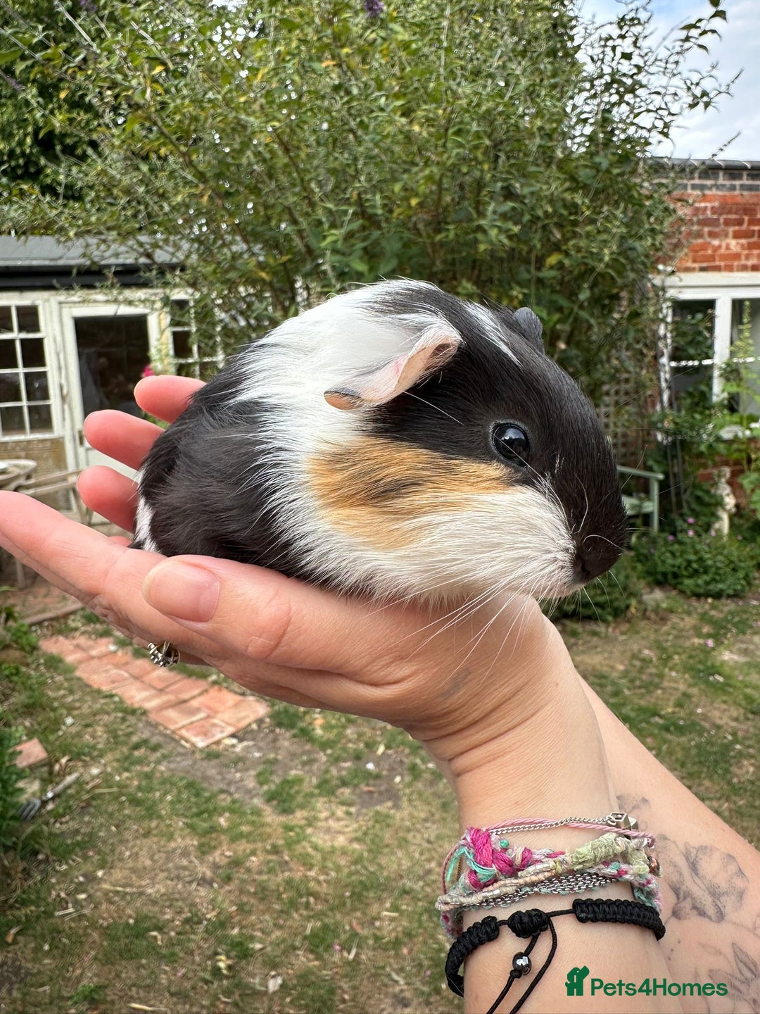 Guinea Pig rodents for sale: Two boy guinea pigs  - Image 4