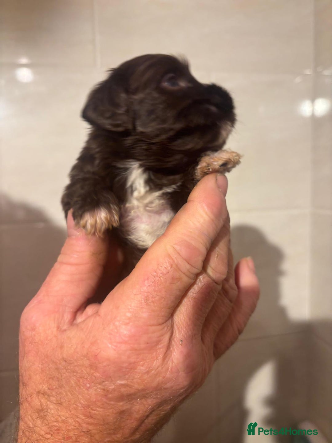 Cockapoo dogs for sale: Chocolate 4 weeks Cokapoo puppies  - Image 8