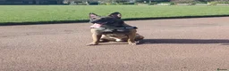 Mixed Breed dogs for sale: Belgium malinois shepherd cross lurcher pups  in Gateshead - Advert 2