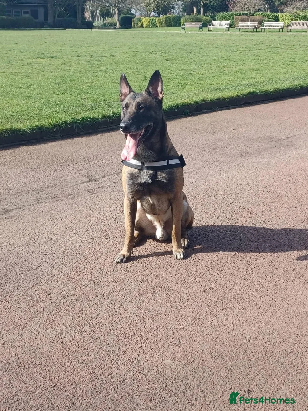 Mixed Breed dogs for sale: Belgium malinois shepherd cross lurcher pups  in Gateshead - Advert 2