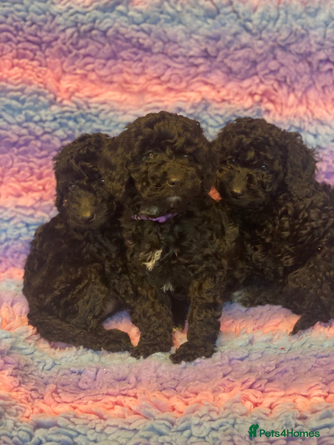 Cockapoo dogs for sale: F1b cockapoo ready to leave now last girl left - Image 18