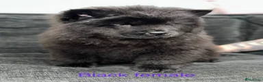 Sold Black female purple Chow Chow 6