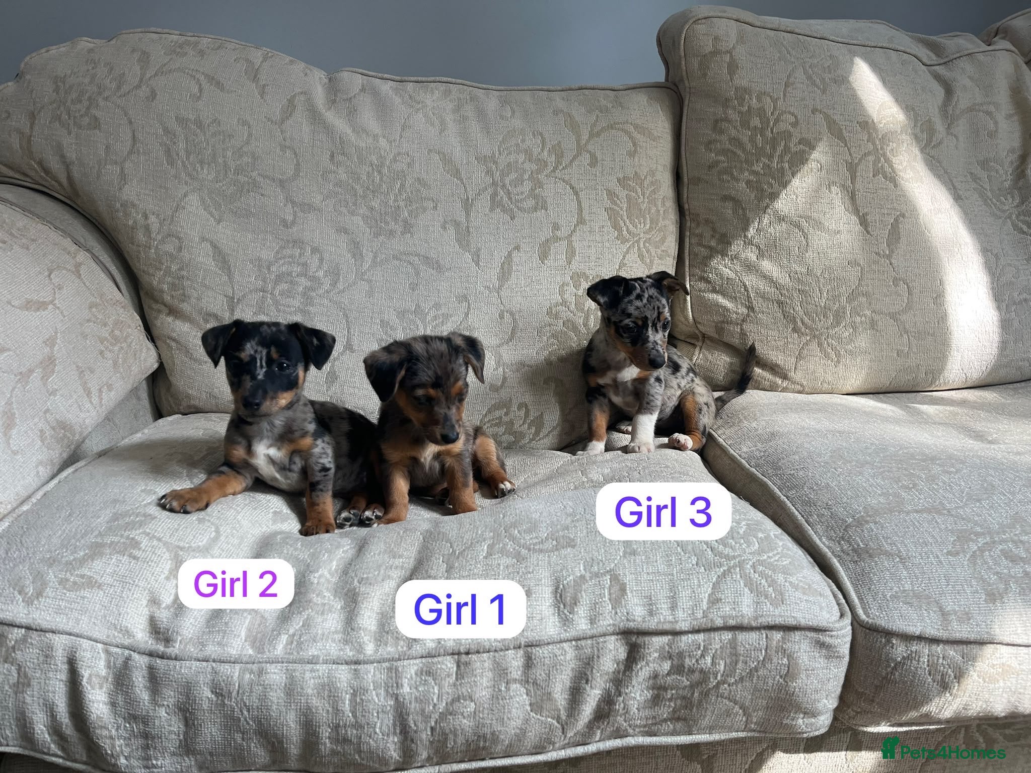 Jack Russell dogs Jack Russell  - Advert 2