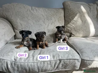 Jack Russell dogs Jack Russell - Advert 2