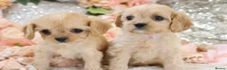 Cavapoo dogs for sale: Health Tested Cavapoo Puppies - Advert 6