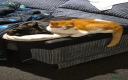 Mixed Breed cats for sale: Two cats needing urgent home6 - Image 5