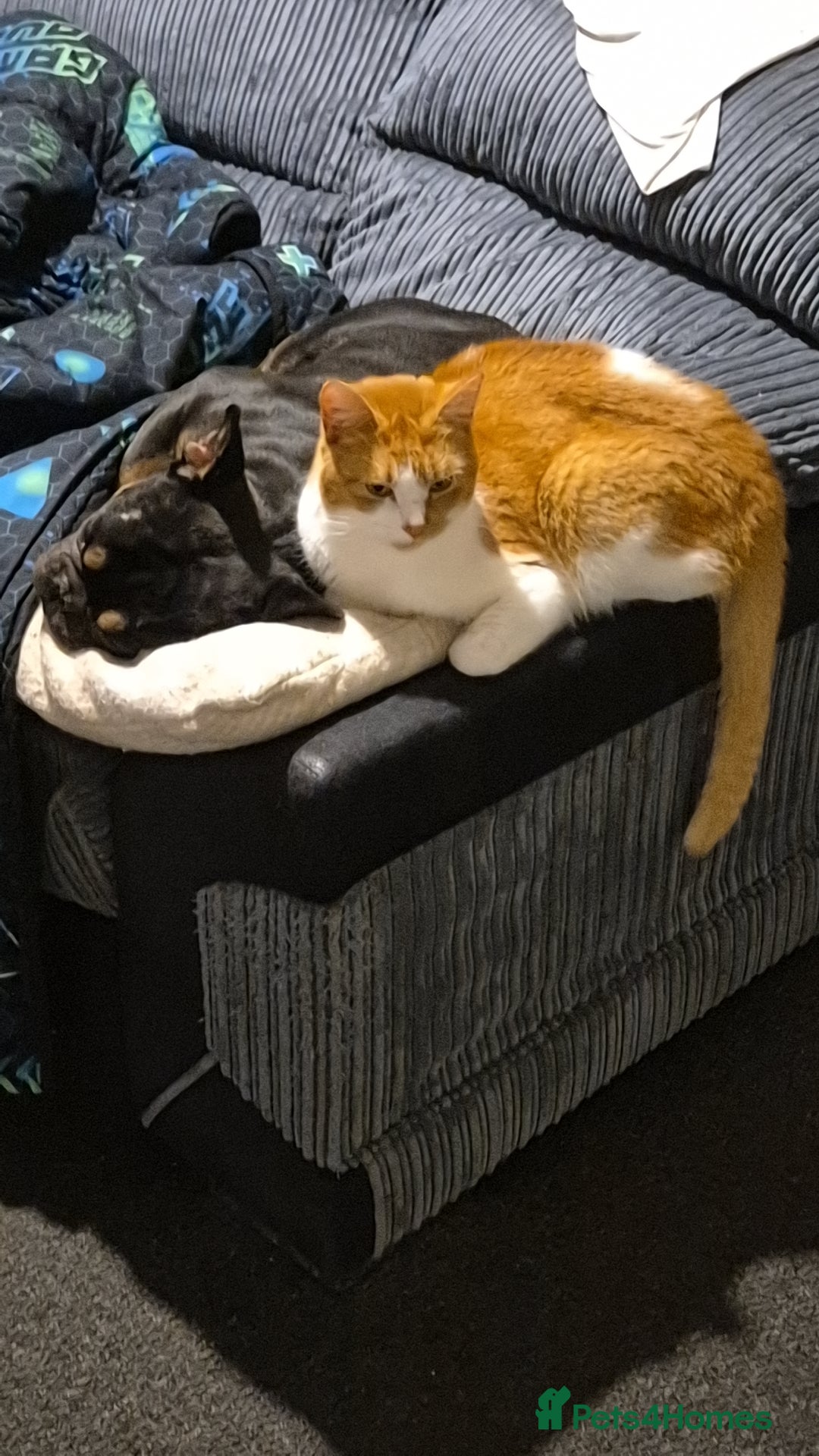 Mixed Breed cats for sale: Two cats needing urgent home6 - Image 5