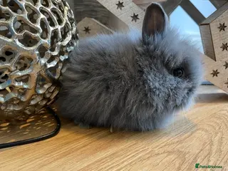 Lionhead rabbits Double mane lion head baby’s for sale - Advert 17