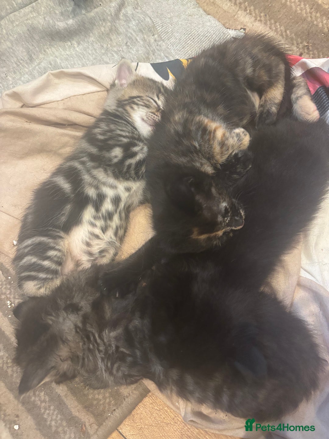 Mixed Breed cats for sale: Ragdoll mixbreed kittens for new home  - Image 7