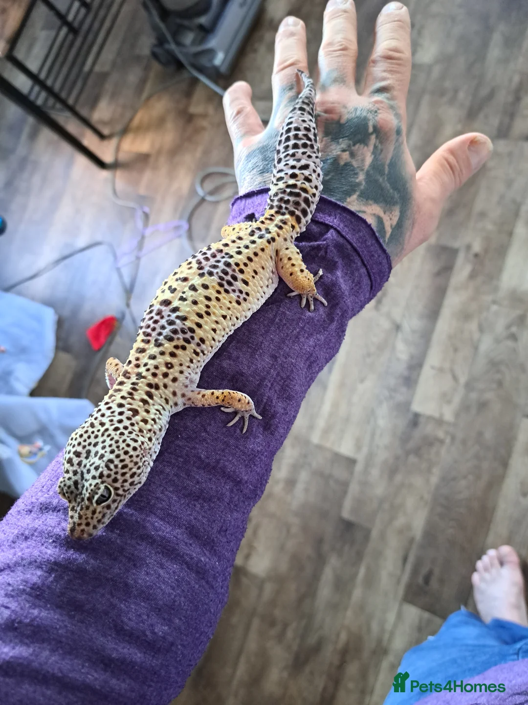 Leopard Gecko reptiles for sale: Supergiant female leopard gecko.  - Advert 2