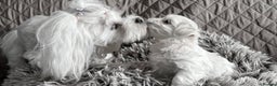 Maltese dogs for sale:  KC Registred Maltese puppies  - Advert 13