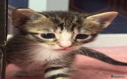 Mixed Breed cats for sale: Beautiful kittens - Image 4