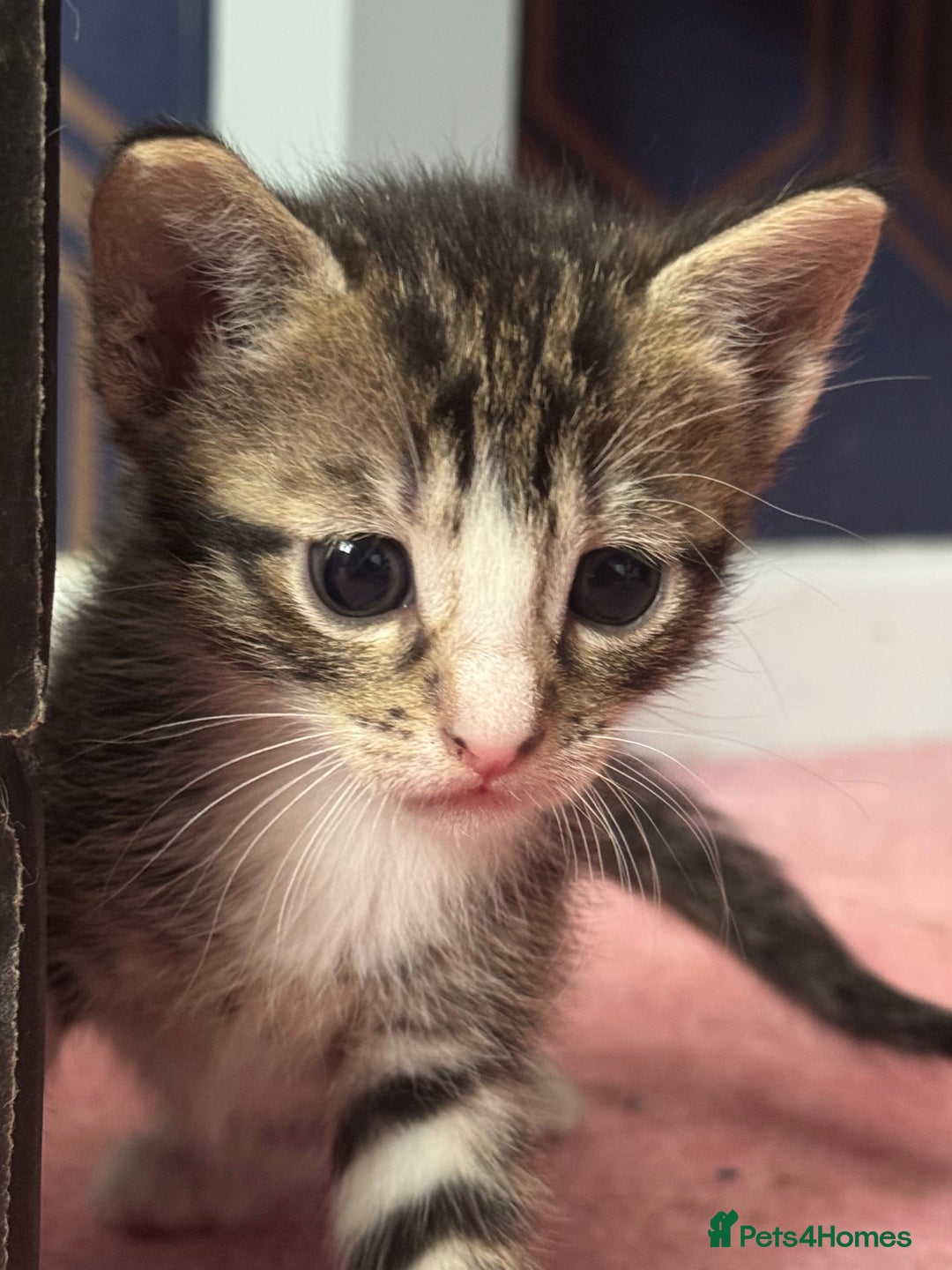 Mixed Breed cats for sale: Beautiful kittens - Image 4