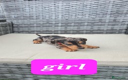 Dachshund dogs for sale: Xxx Beautiful dachshund puppies Xxx - Image 10