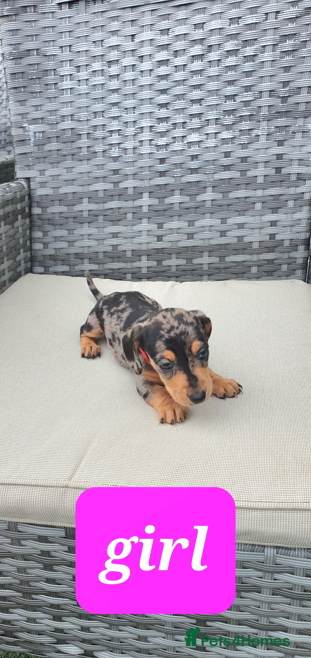 Dachshund dogs for sale: Xxx Beautiful dachshund puppies Xxx - Image 10