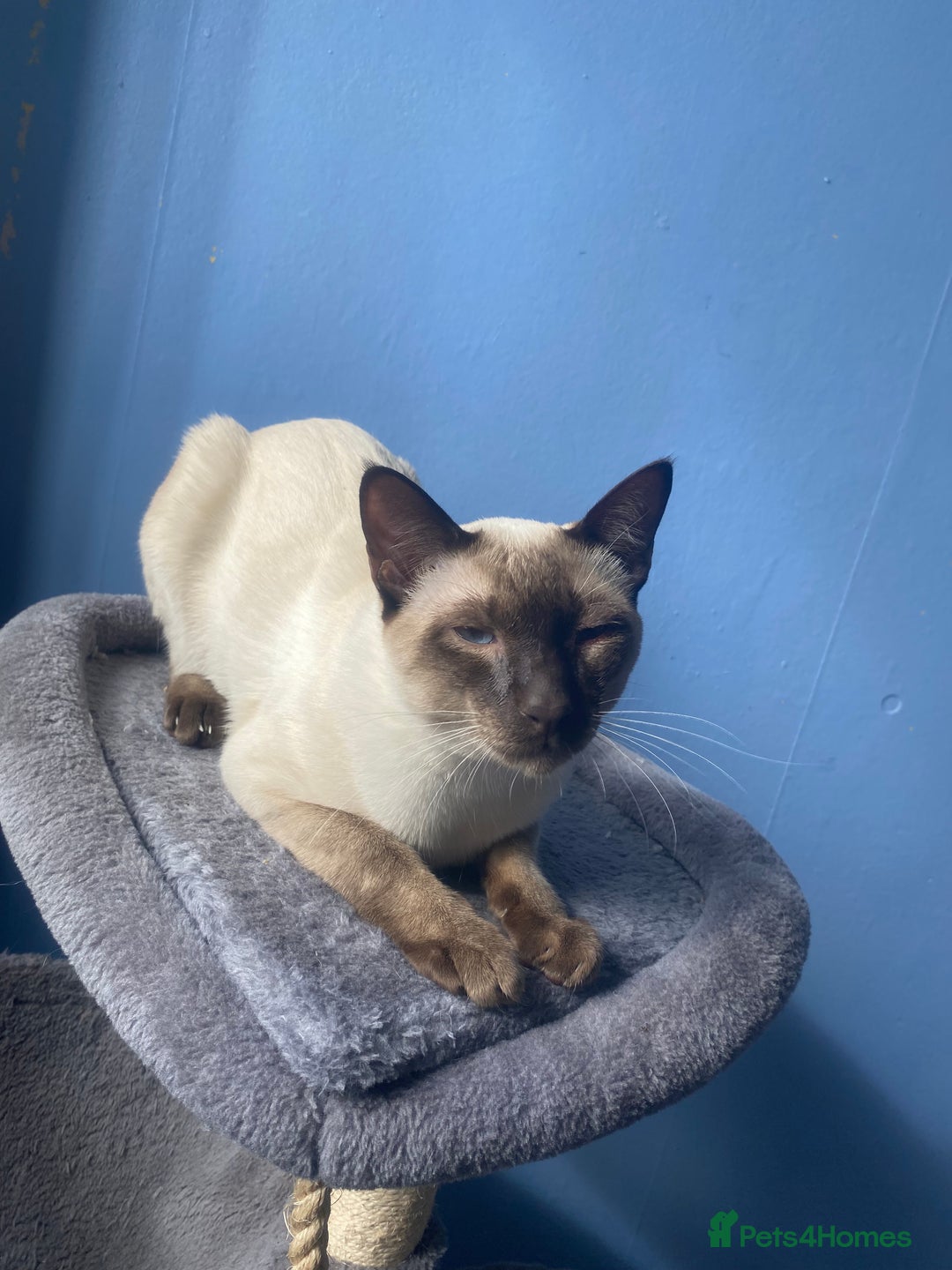 Siamese cats for sale: Siamese cat for sale - Image 2