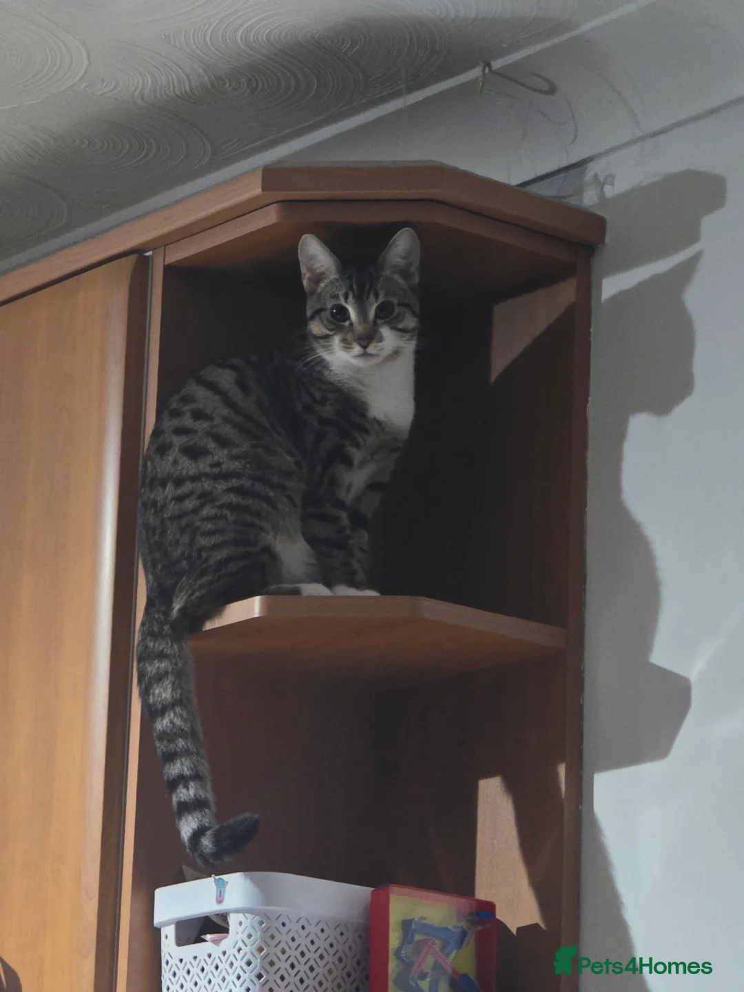 Mixed Breed cats for sale: Beautiful tabby male cat - Advert 1