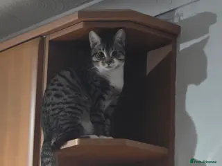 Mixed Breed cats Beautiful tabby male cat - Advert 1