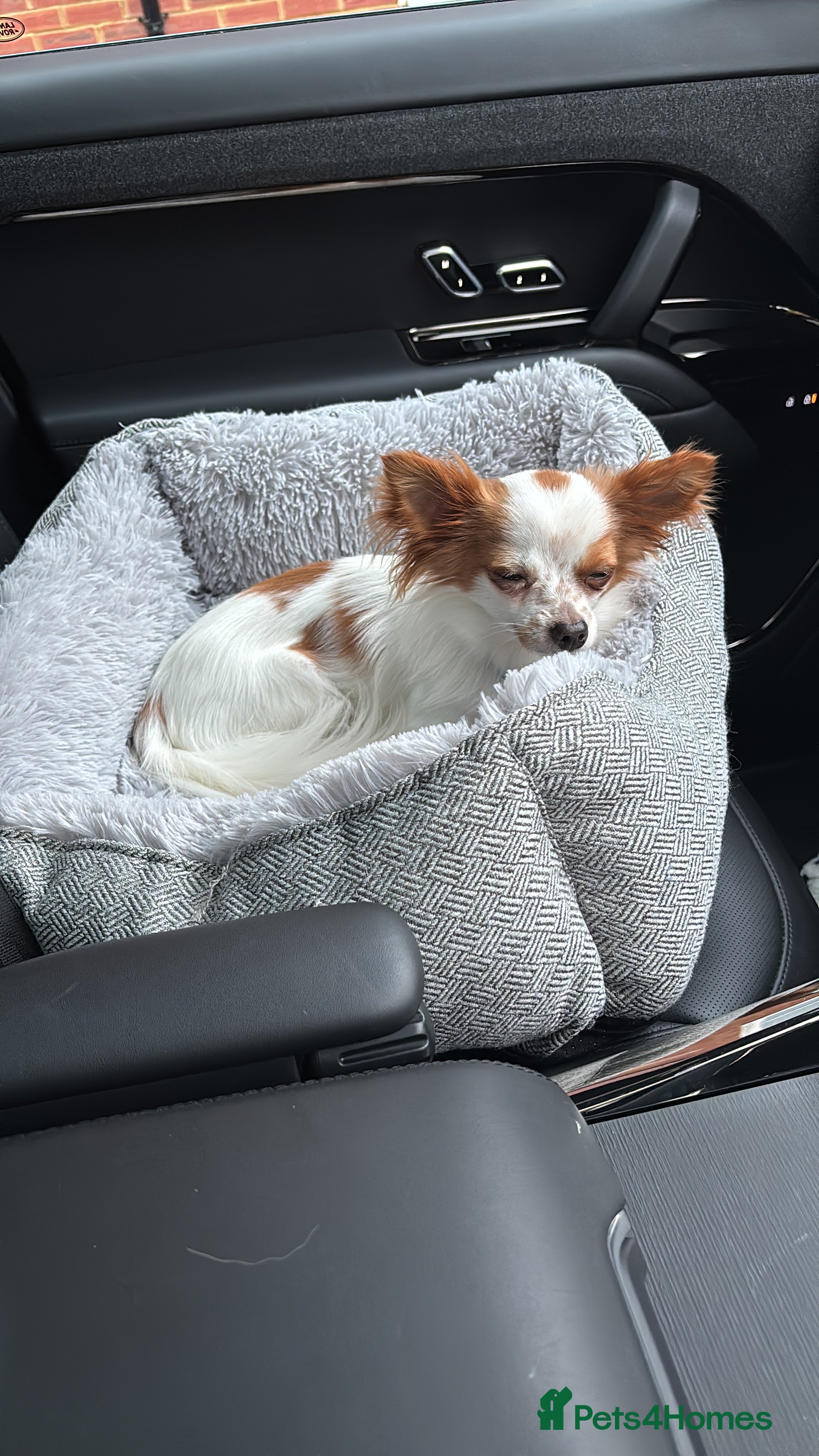 Chihuahua dogs 11 month old Chihuahua for sale  - Advert 16