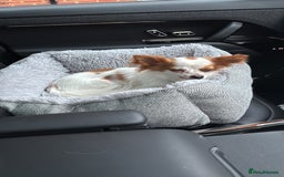 Chihuahua dogs for sale: 11 month old Chihuahua for sale  - Image 1