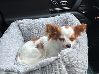 Chihuahua dogs - Advert 1