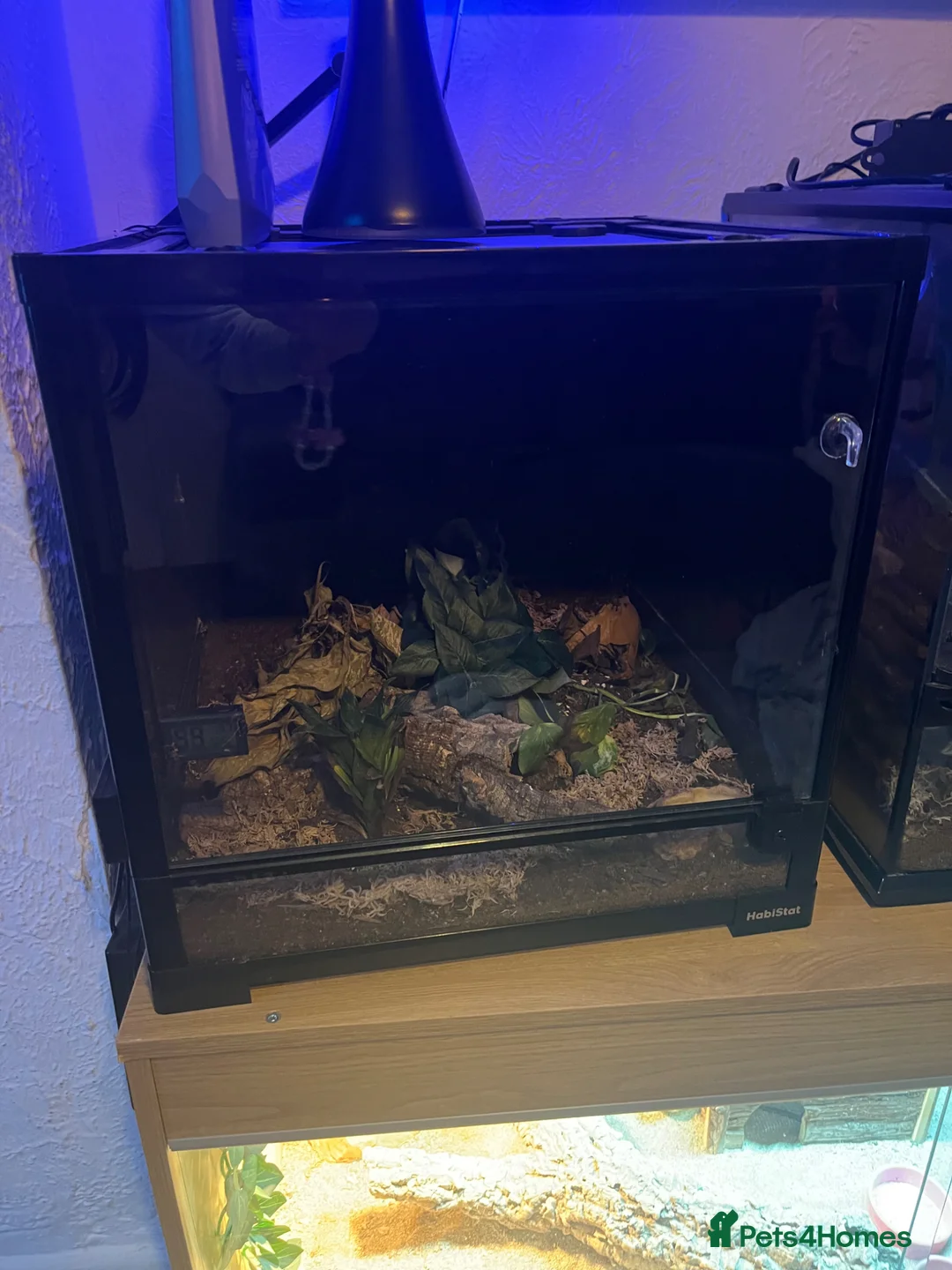 Gecko reptiles for sale: Crested gecko  in Brighton - Advert 3